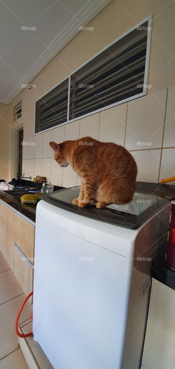 dar yellow cat in  washing machine