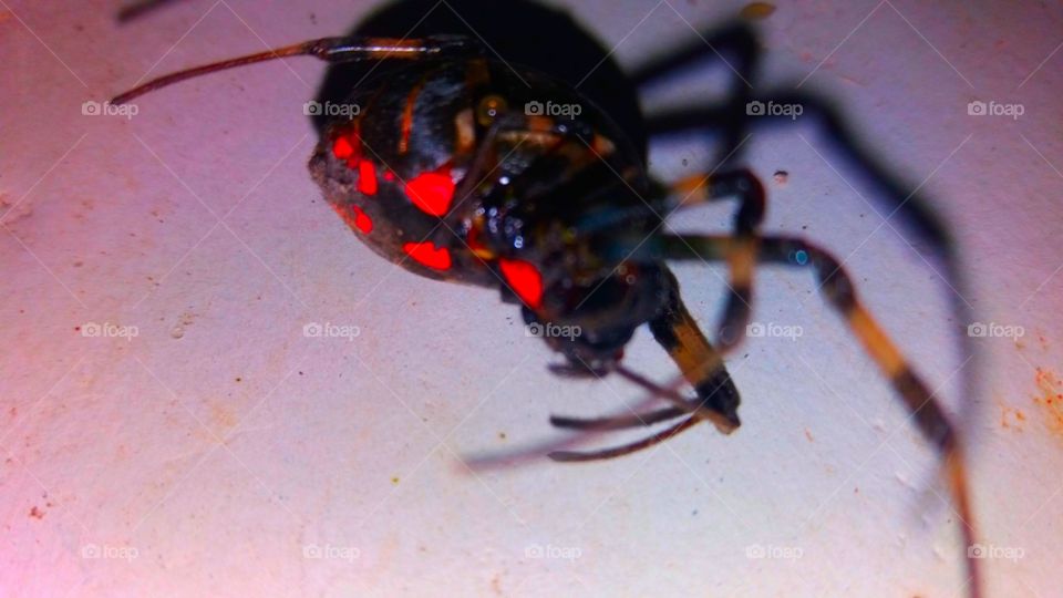sri lankan photo spider