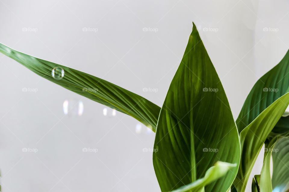Bubbbles floating in air in fresh home with green leaves of canna plant in sunshine conceptual green environment or spring cleaning background 