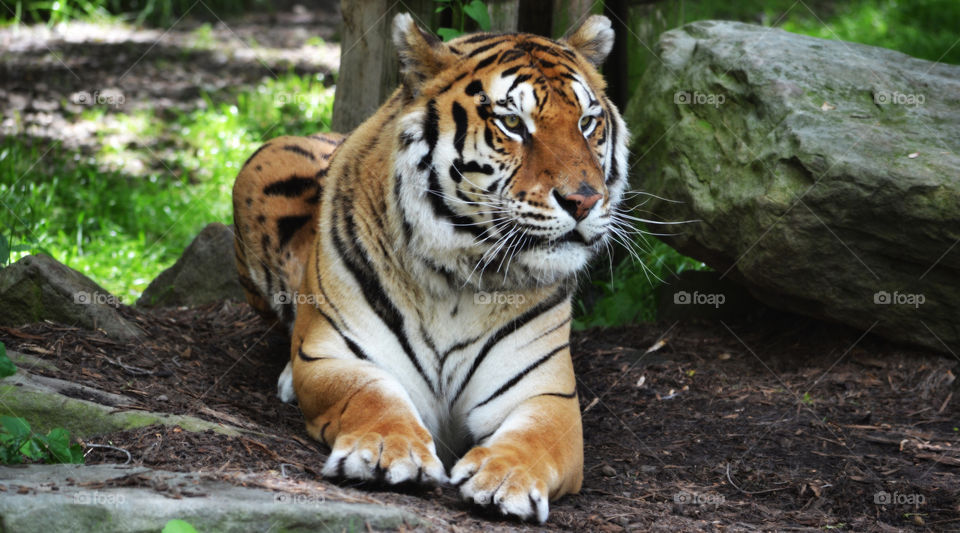 Portrait of a tiger sitting on a rock