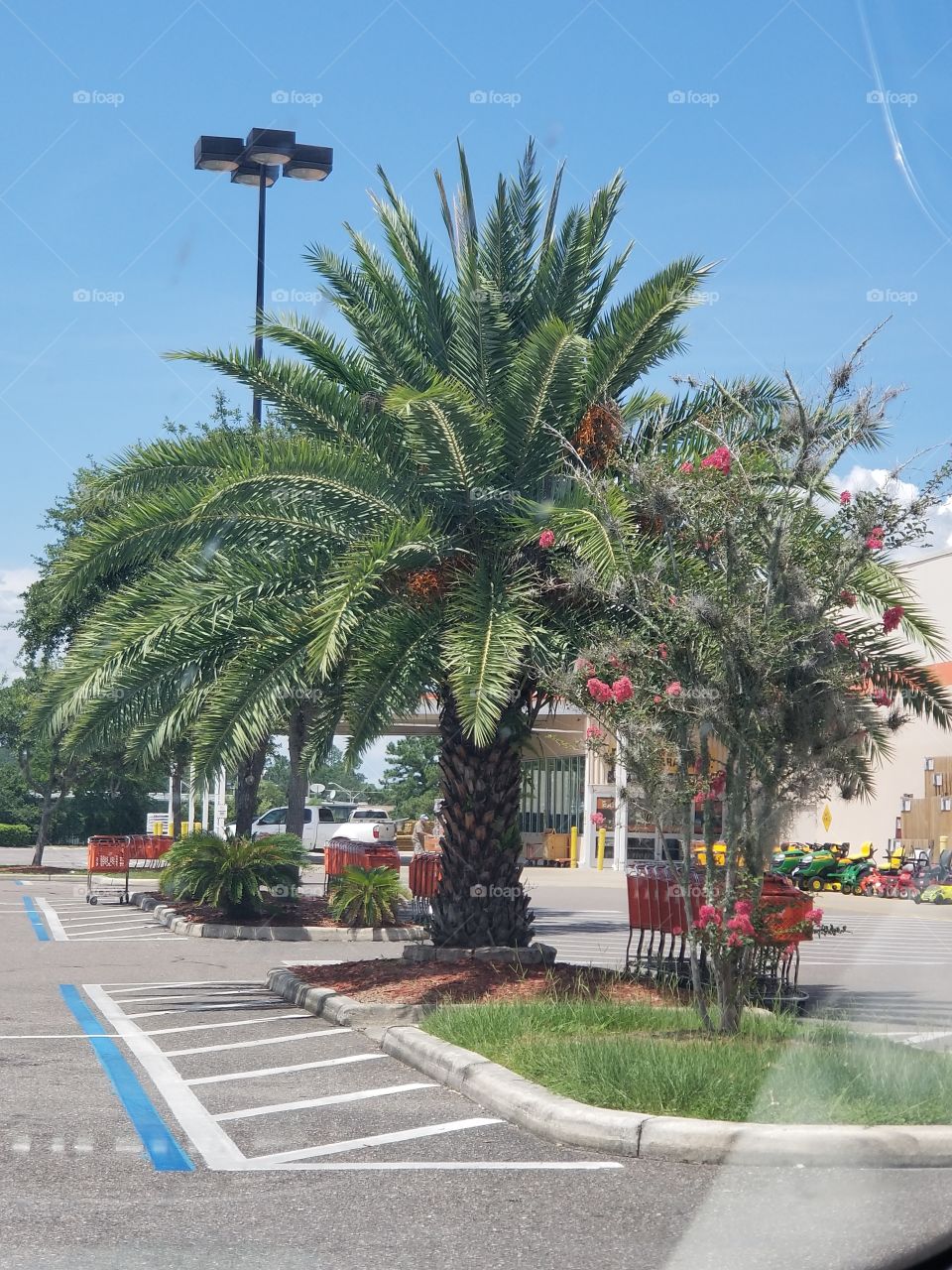 Beautiful Palm Tree