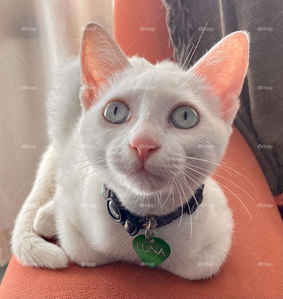 Luna the cat and her concentrated gaze.  What is she thinking, no?  She is watching TV very attentively... / A gata Luna e seu olhar concentrado. O que será que ela está pensando, não? Está assistindo TV bem atenta…