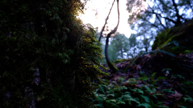 Sunsetting in a forest