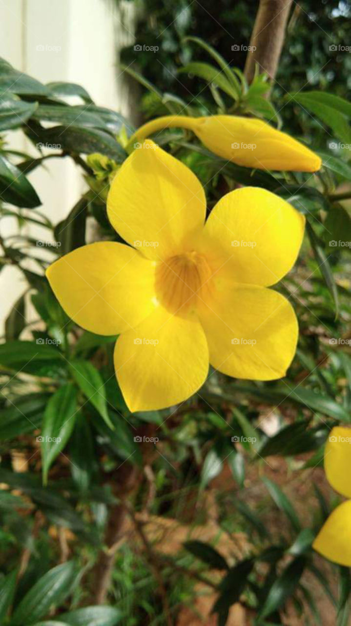 Yellow flower of Golden Trumpet with it's bud and green foliage. Allamanda cathartica, commonly called golden trumpet, common trumpetvine, and yellow allamanda, is a species of flowering plant of the genus Allamanda in the family Apocynaceae.