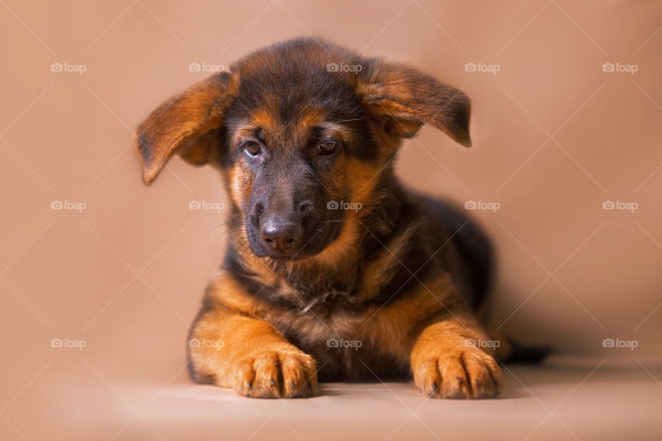 German shepherd puppy on light brown background 