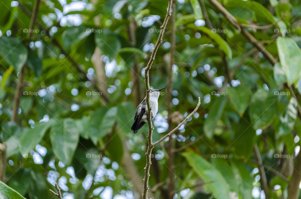 Doctor Bird In Tree