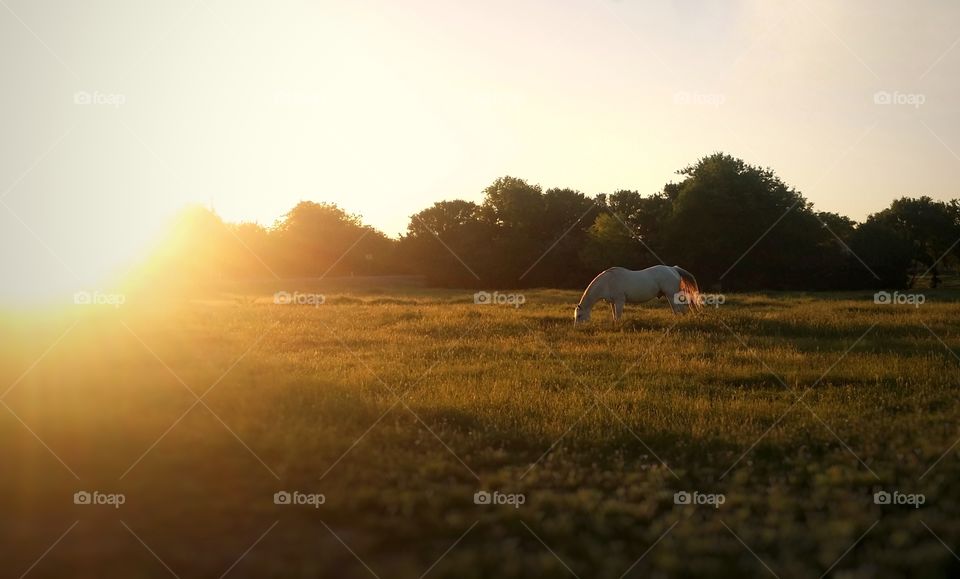 Horse grazing in field