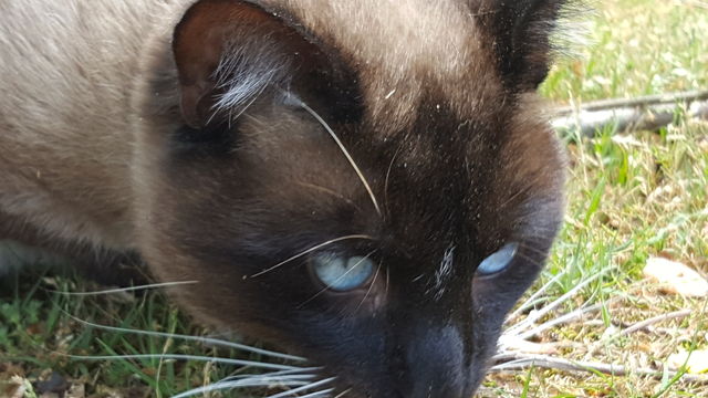 Arlo