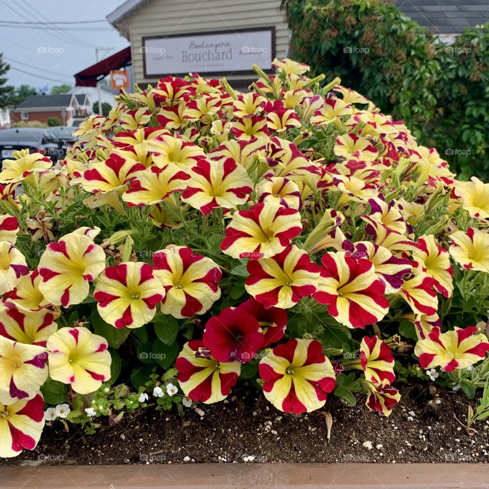 St. Joseph in celebration