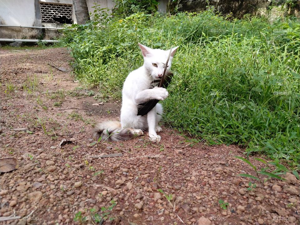 White cat playing with feather