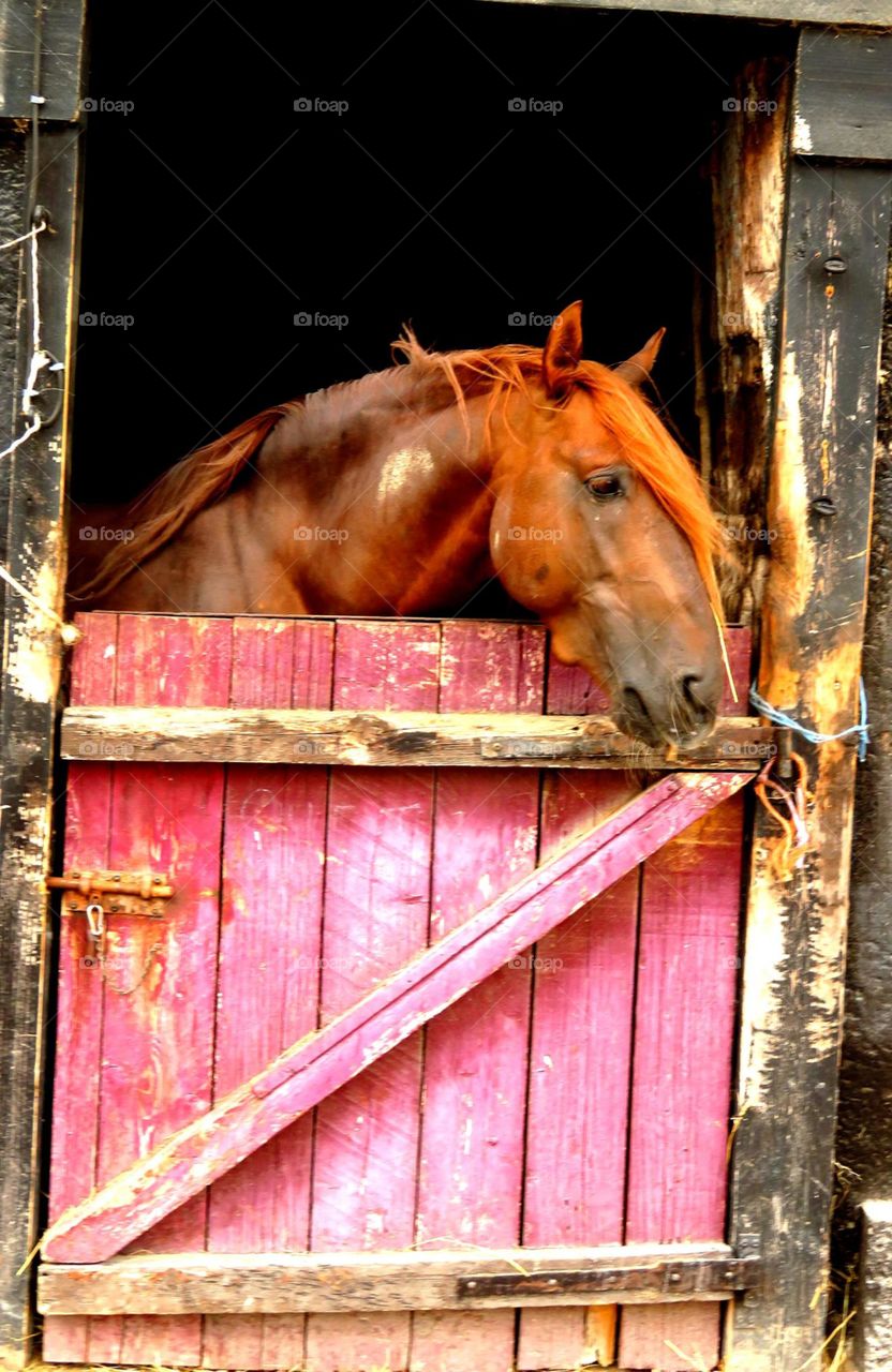 beautiful horse