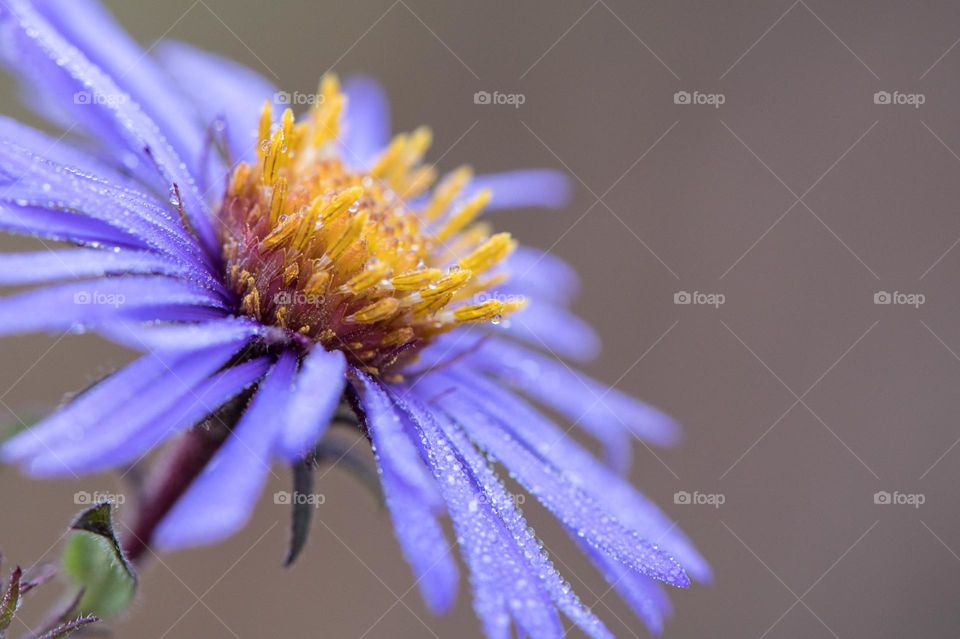 Morning dew on a purple wildflower