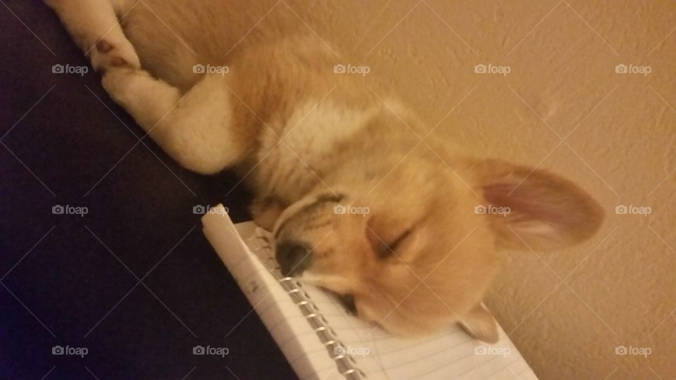 Corgi puppy notebook funny sleepy dog baby puppy