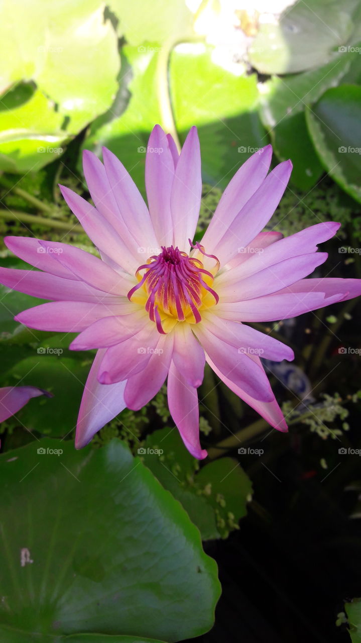 a beautiful lotus