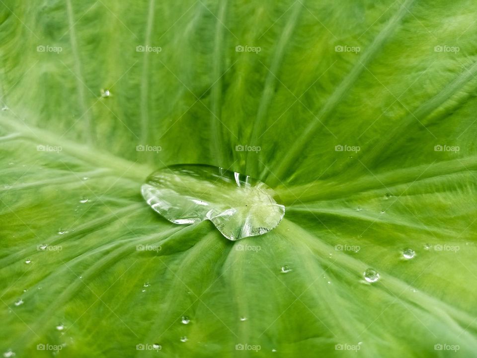 Close-up of a water droplet in the middle of a wide, wrinkled green leaf. The leaves have a bright green color with a wrinkled texture and attractive pattern