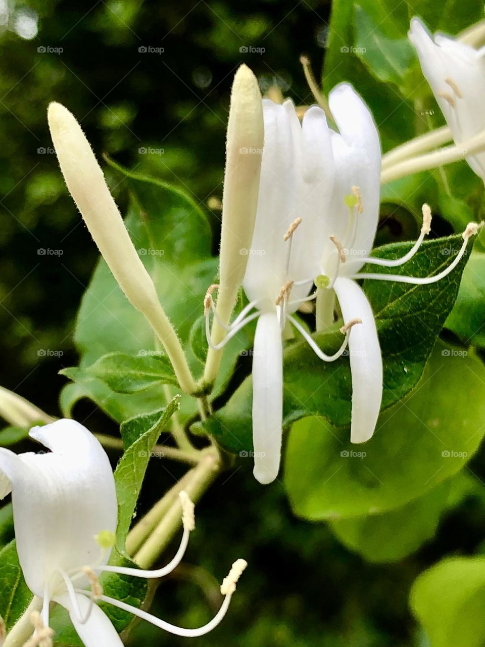 Closeup of lovely white and delicate flower, with buds waiting to bloom