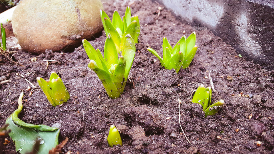 First spring flowers