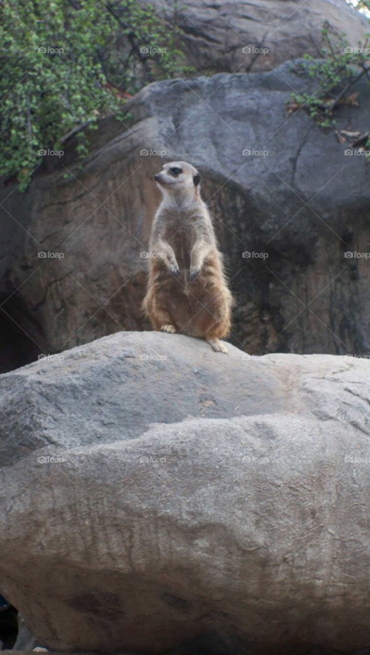 Meerkat