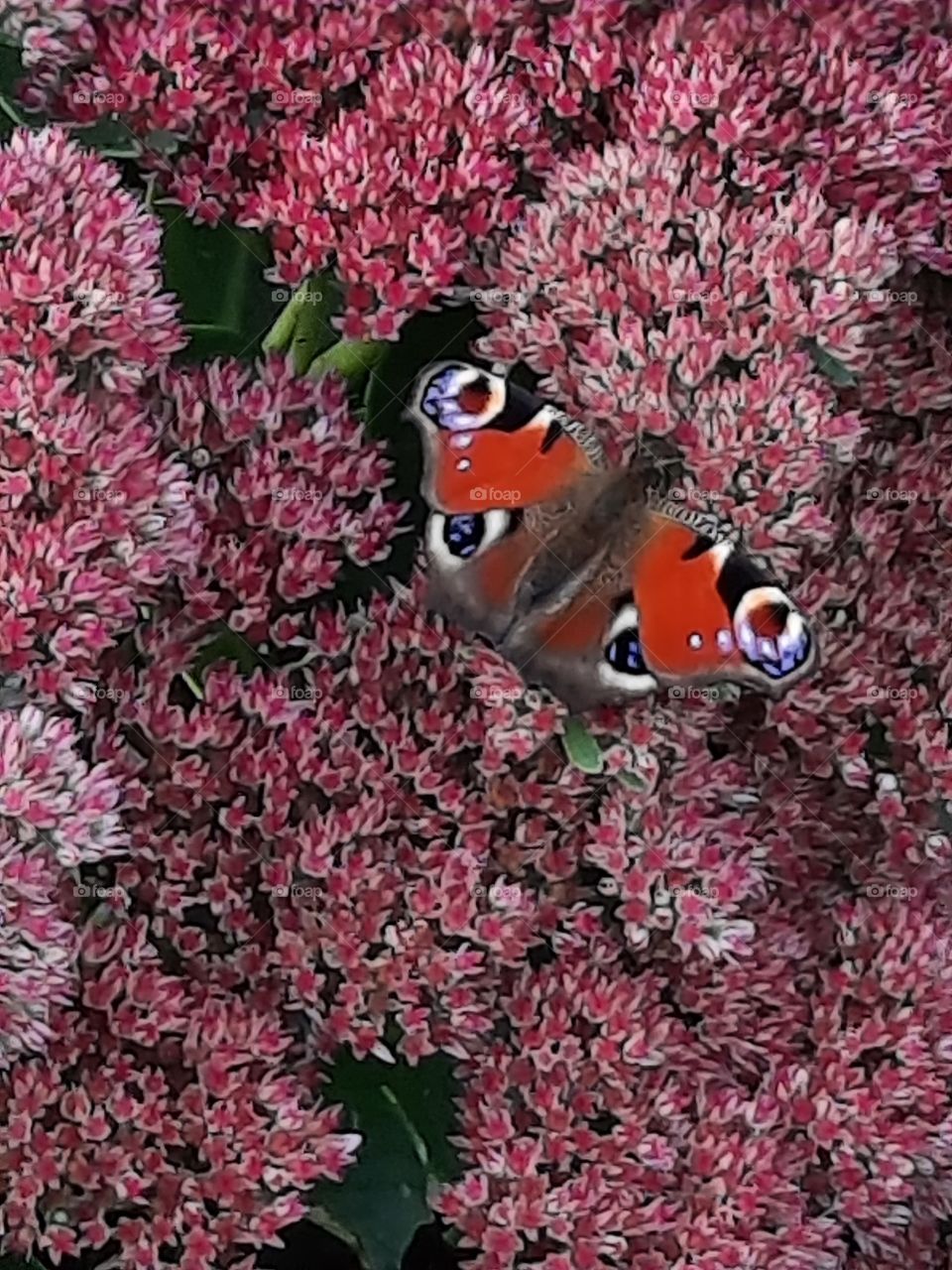 red butterfly  on red sedum