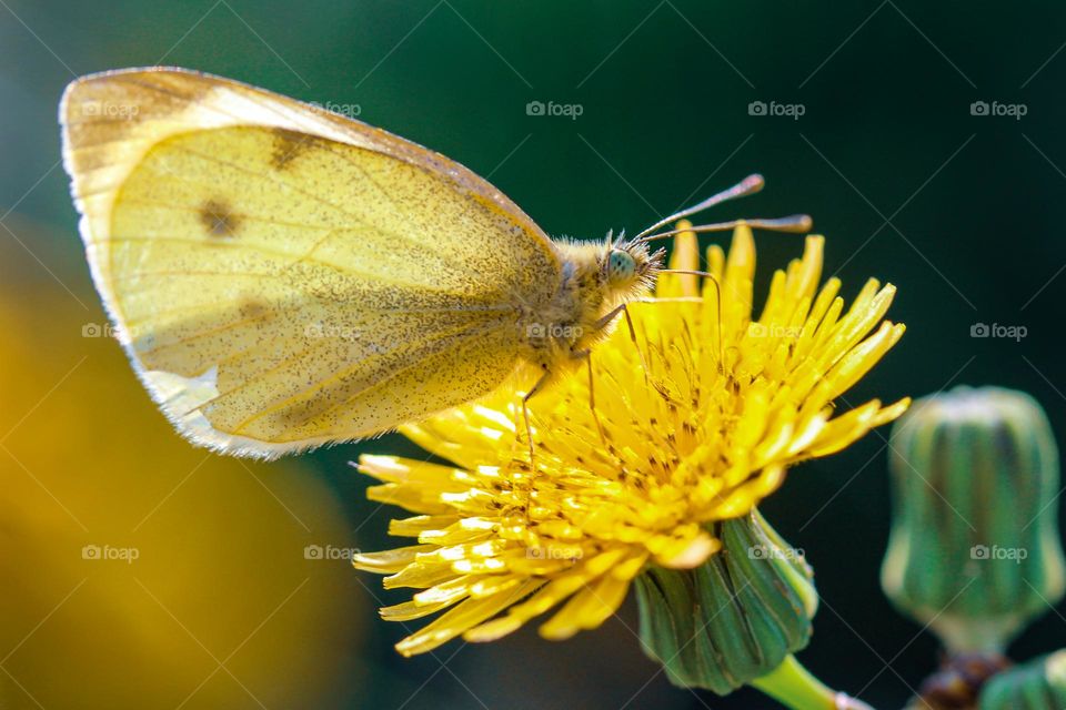 A butterfly at the yellow flower