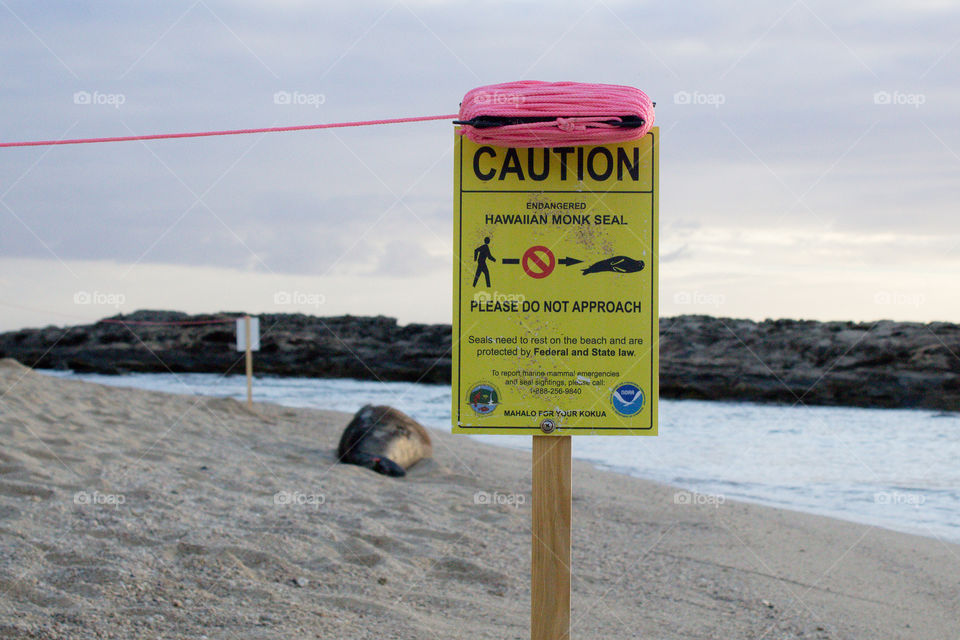 Hawaiian Monk Seal enjoying his space.
