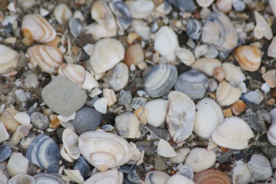 sea shells