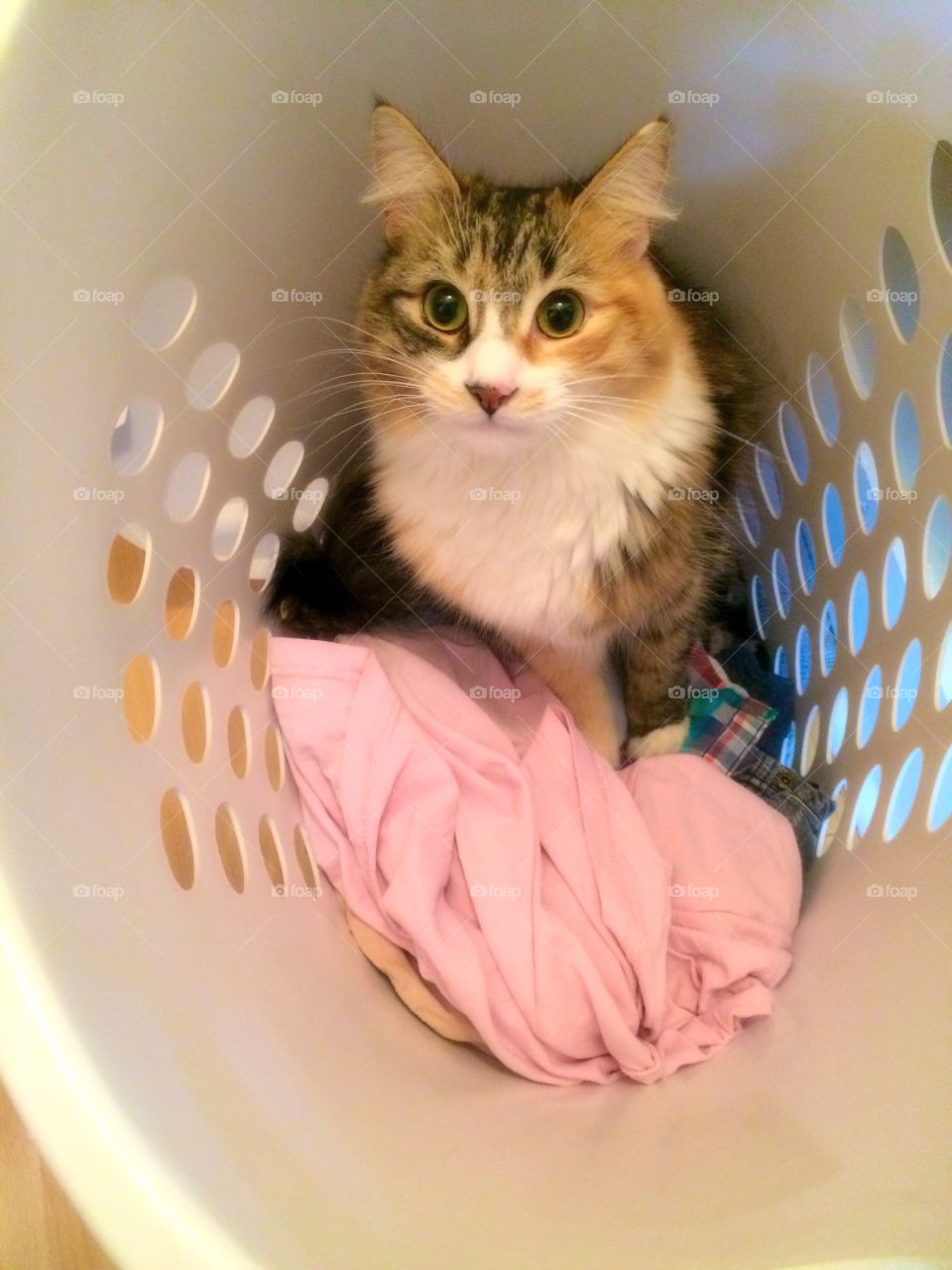 Basket cat 