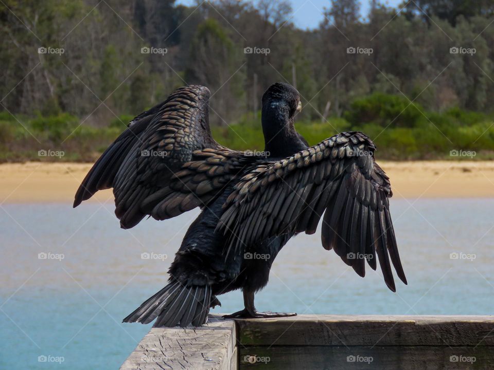 Bird drying it’s wings on a coastal jetty