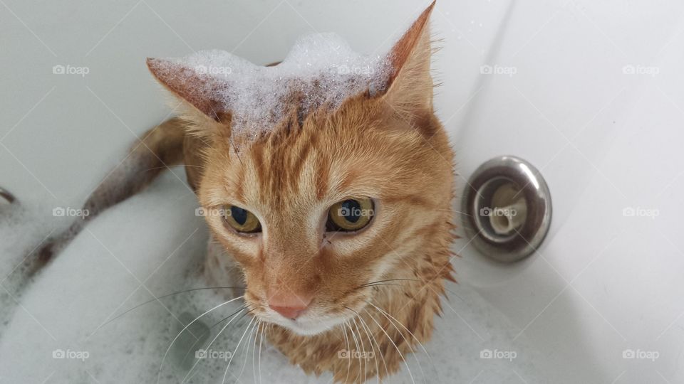 a cat who loves warm water