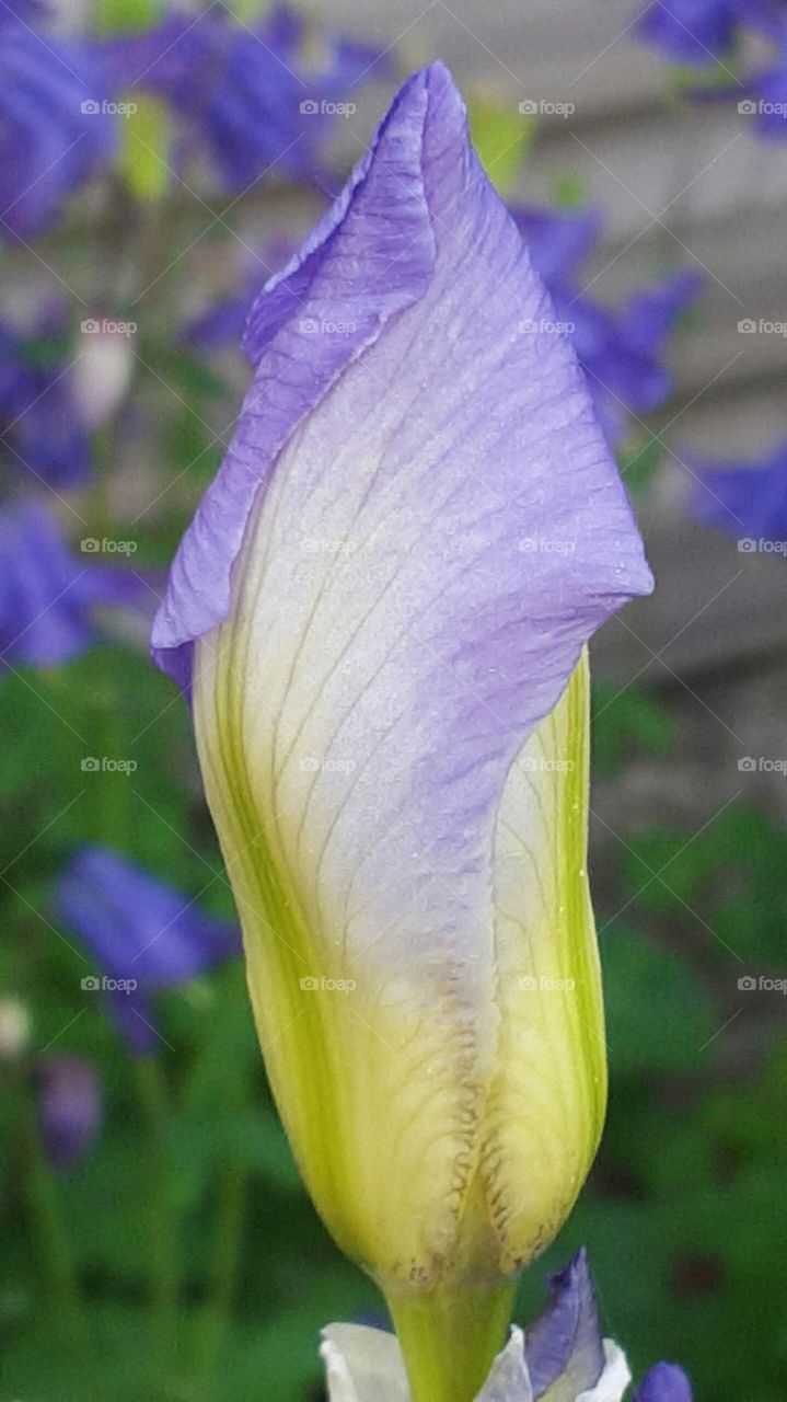 iris bud