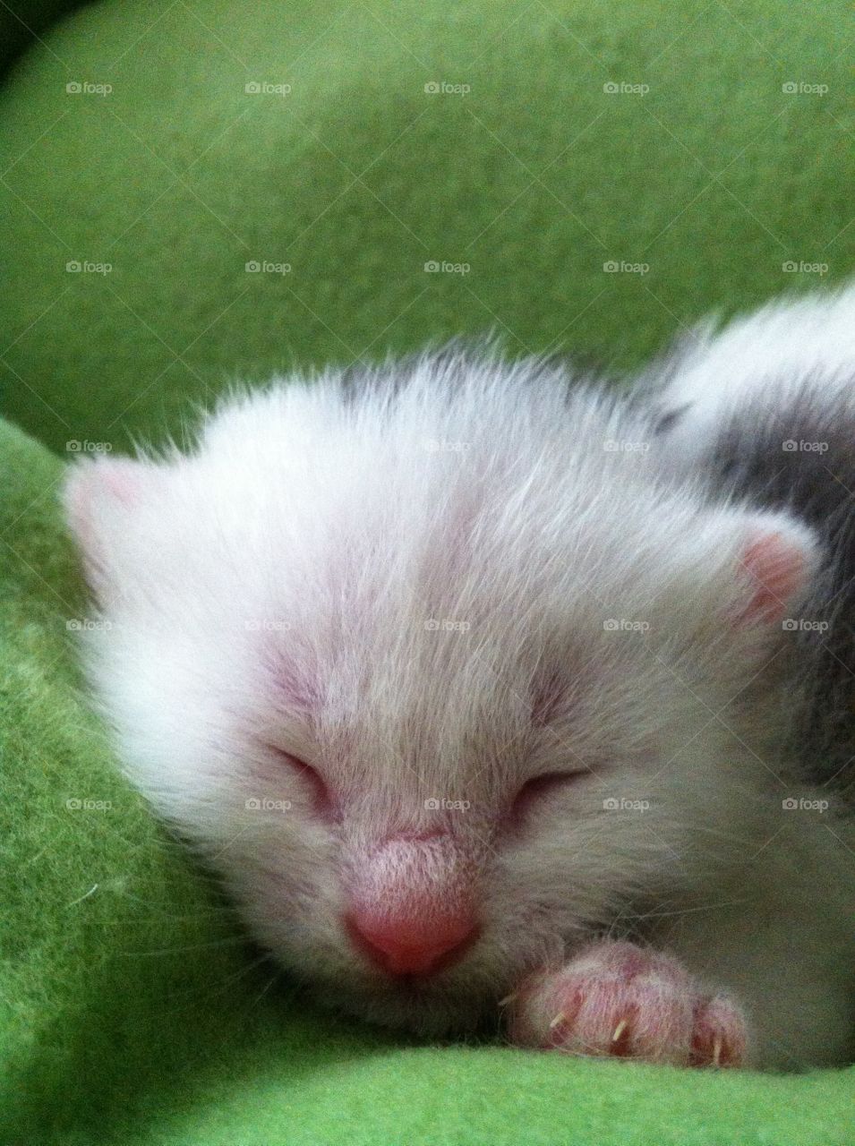 Kitty. Two weeks old kitty....