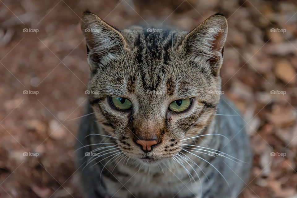 Angry cat before they meal