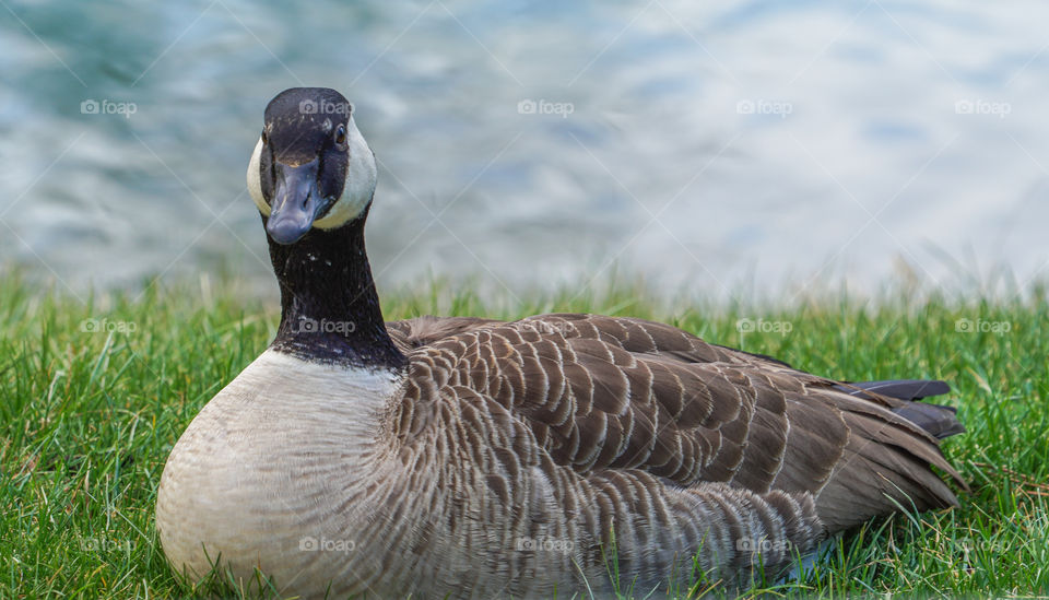 goose