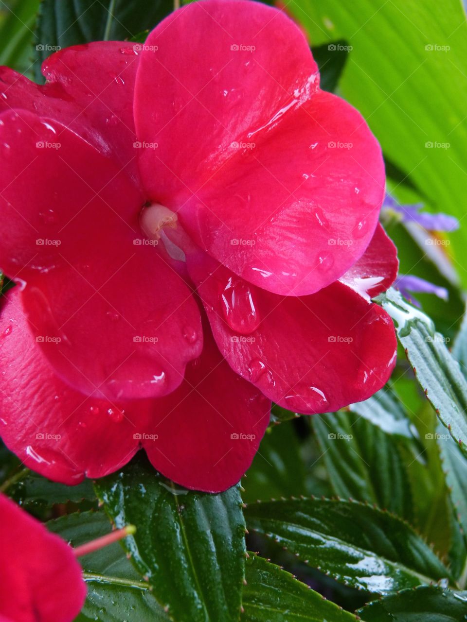 raindrop on flower