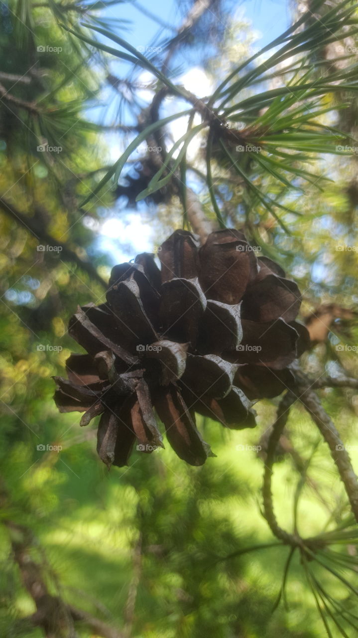 pinecone