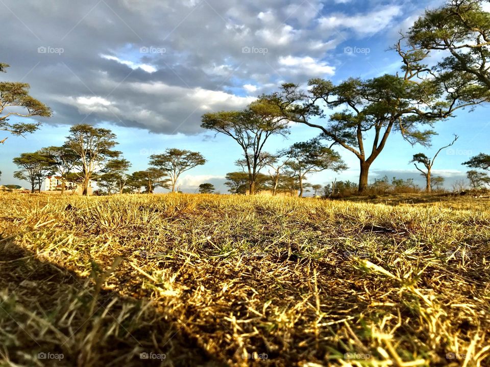 Plant sky Field cloud - sky Land landscape Growth environment Tranquility tranquil scene Tree beauty in Nature Nature scenics nature day rural scene no people Agriculture crop Sunlight in Kalimoni, Kenya