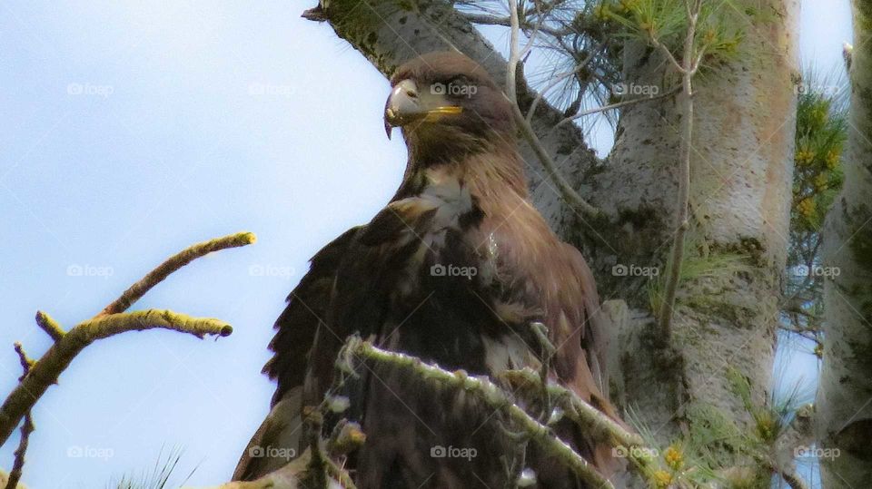 Eaglet in his nest