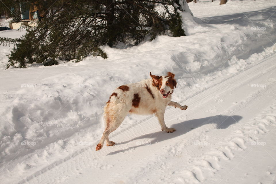 Enthusiastic dog runs through compacted snow