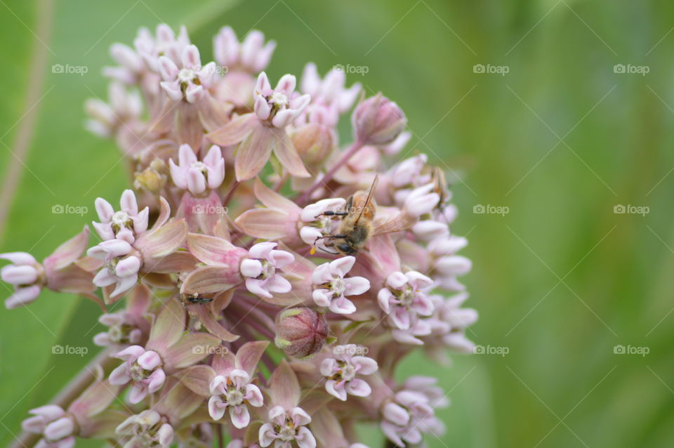 Bee feeding off a flower
