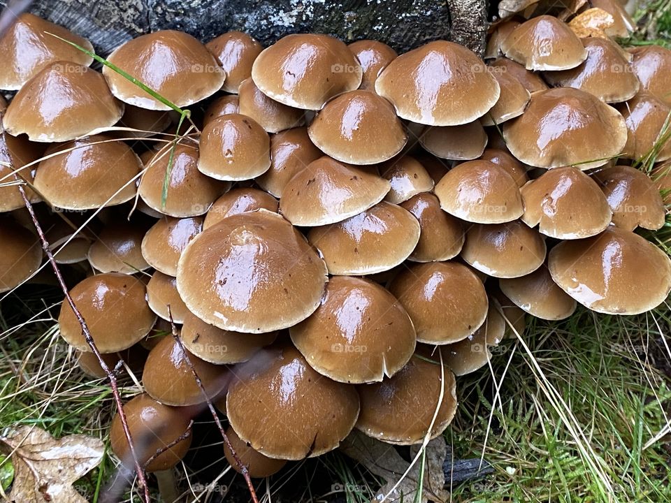 Brown toadstools in the woods 
