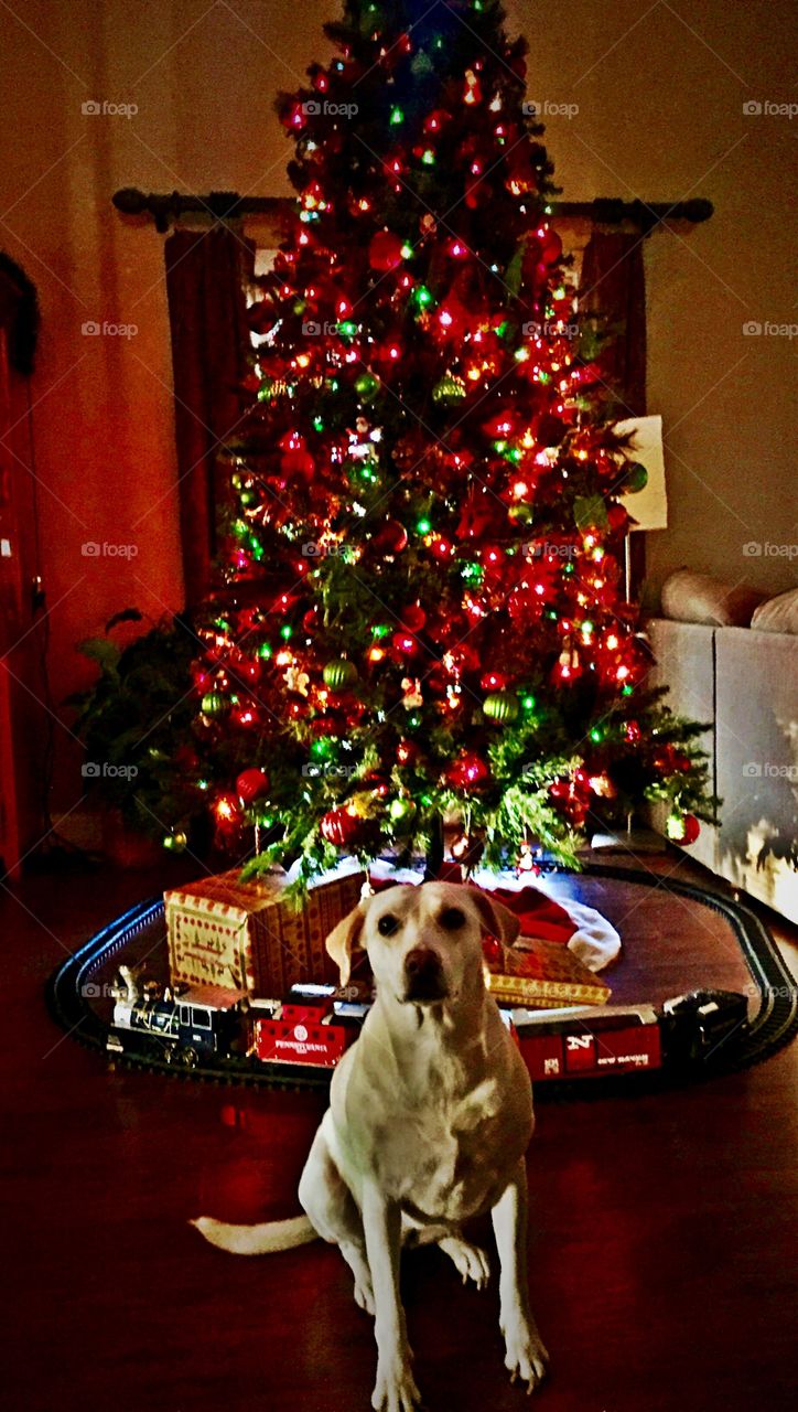 Labrador dog sitting lit Christmas tree train by sunnysmiles