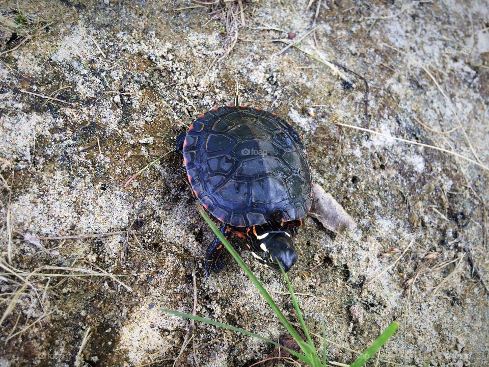 Midland painted turtle
