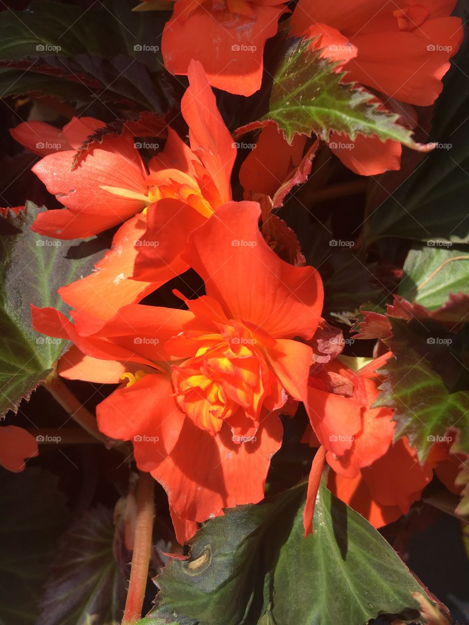 Close up or bright orange flowers