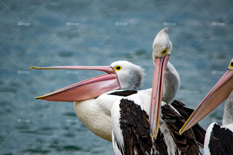 pelicans group together on beach in Melbourne Australia