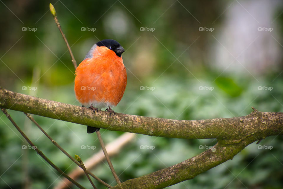 Bullfinch