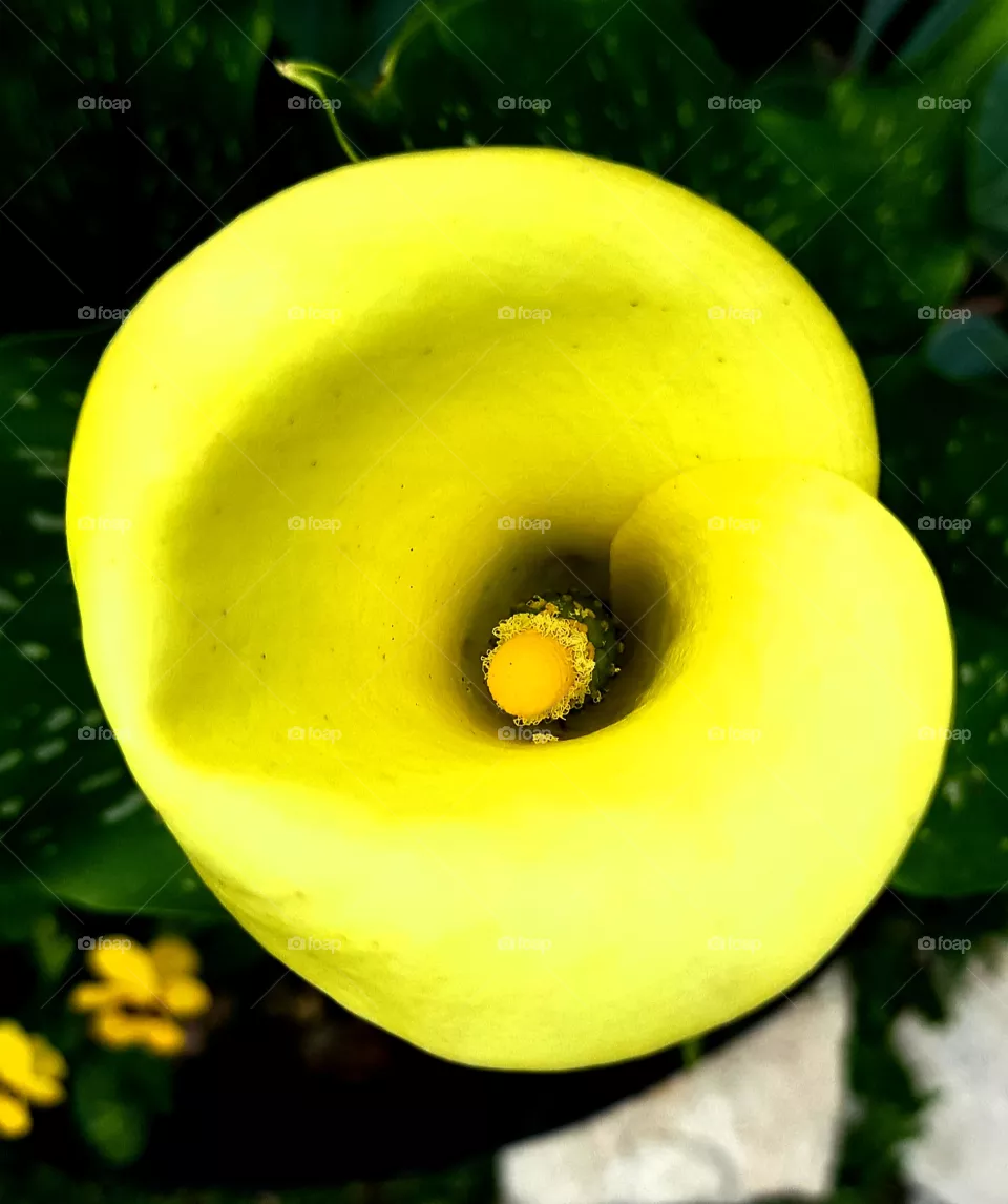 yellow flower - lily