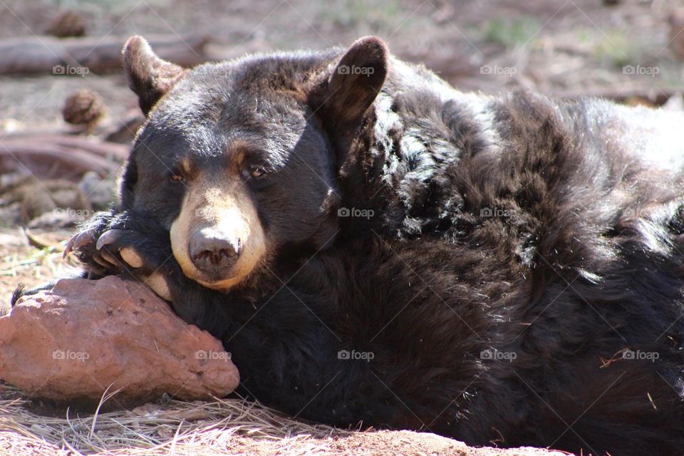 Lazy Black Bear