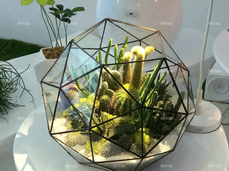 Portrait of a bowl of cactus.