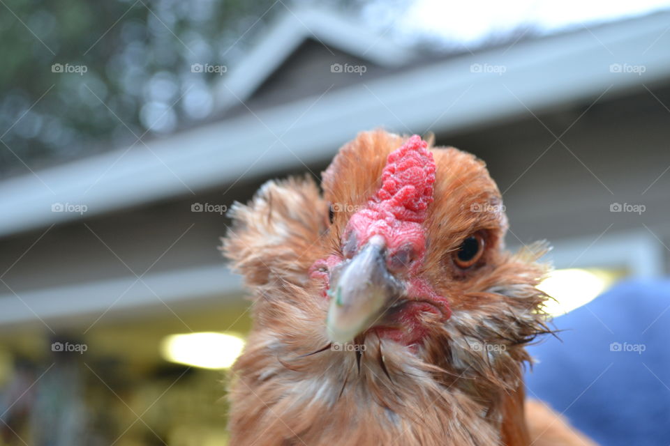 Beautiful Ameraucana Chicken