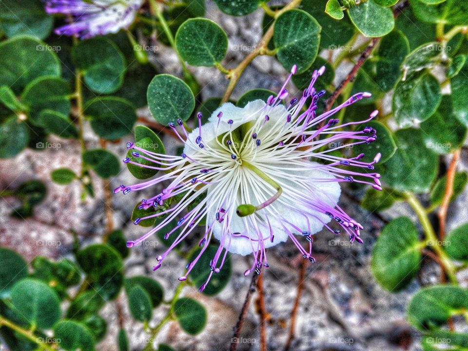 Caper flower Greece